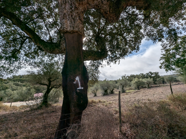 Kurkeik, Alentejo